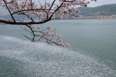 Pink cherry blossoms in lake