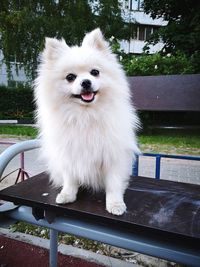 Portrait of white dog standing on railing