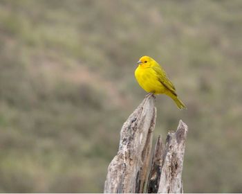 Close-up of bird perching on wooden post