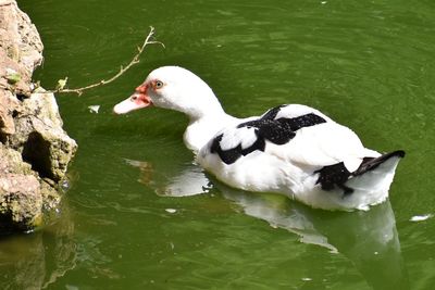 High angle view of swan swimming on lake