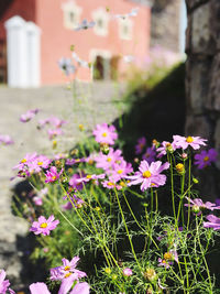 Close-up of pink flowering plant