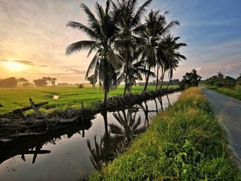 Palm trees on landscape against sky at sunset