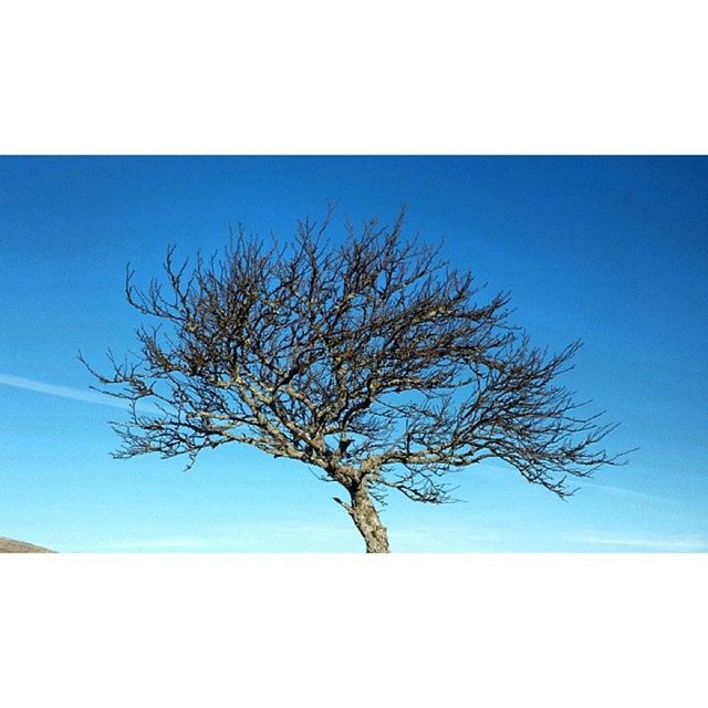 clear sky, blue, tree, bare tree, branch, low angle view, transfer print, copy space, tranquility, nature, auto post production filter, beauty in nature, scenics, tranquil scene, growth, single tree, day, no people, outdoors, sky