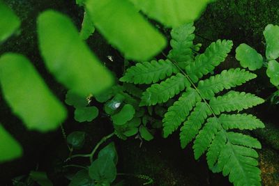 Full frame shot of fresh green leaves