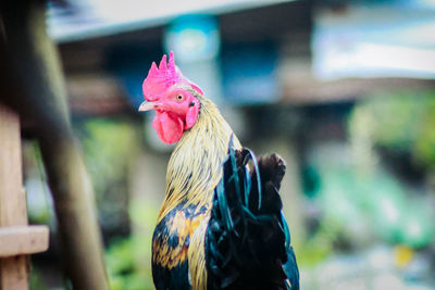 Close-up of rooster