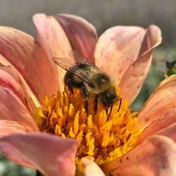 Close-up of bee pollinating on flower