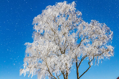 Low angle view of bare tree against blue sky