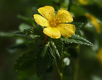 Close-up of wet yellow flower