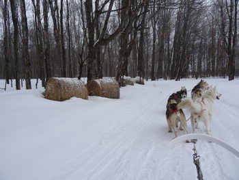 Dog on snowy field during winter