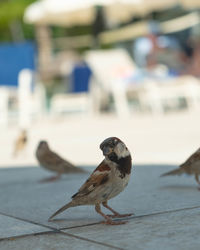 Close-up of bird perching on a table