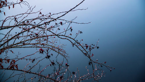 Low angle view of branches against sky