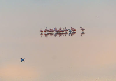 Flamingos on a lake 