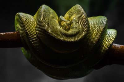 Close-up of snake