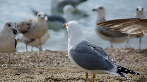 Seagulls at lakeshore