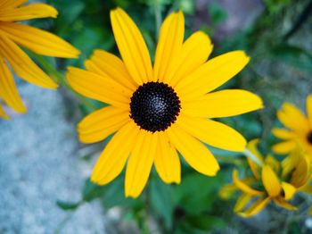 Close-up of yellow daisy flower