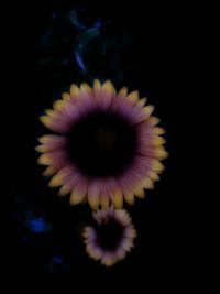 Close-up of flower over black background