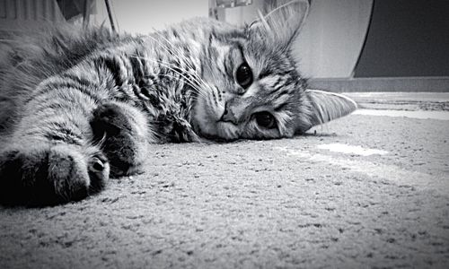 Cat resting on couch