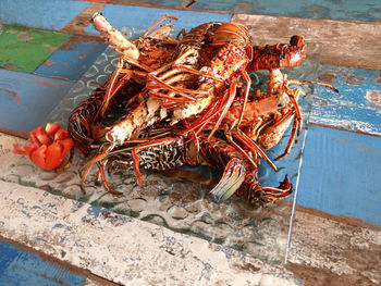 High angle view of crab in water