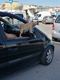 Low section of man with dog on car