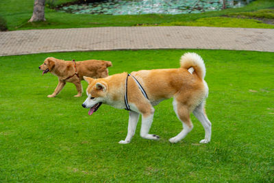 Dogs running on field