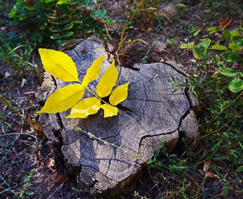 Close-up of yellow plant