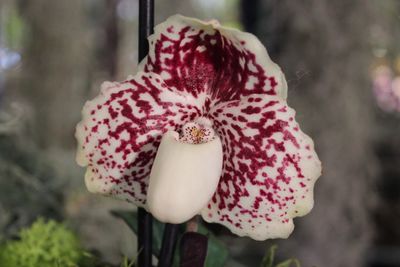 Close-up of flower against blurred background