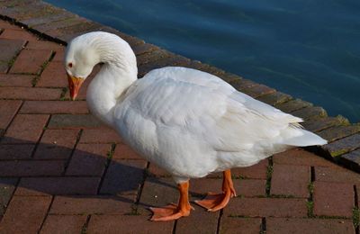 High angle view of white duck on lake
