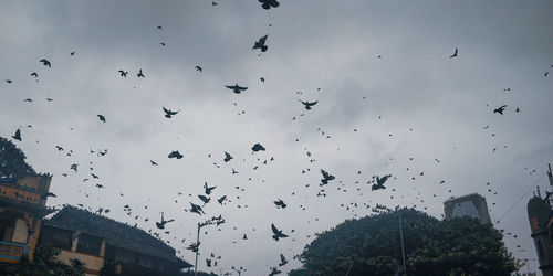 Low angle view of birds flying in sky
