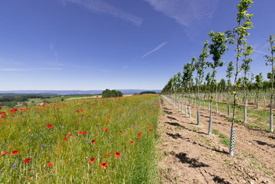 Scenic view of field by sea against sky