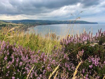 Purple flowering plants on field against sky