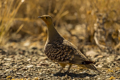 Close-up of birds on land