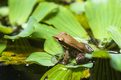 Close-up of frog on leaves