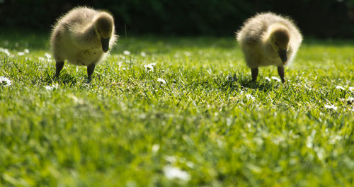 Sheep in a field