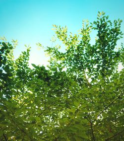 Low angle view of trees against clear sky