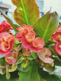 Close-up of pink flowers