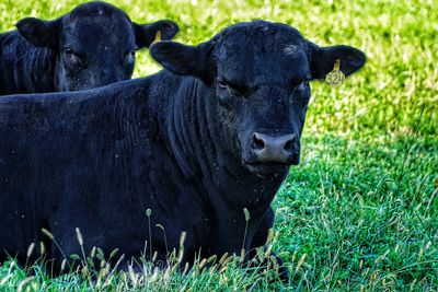 Cow on field