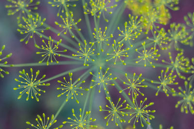 Full frame shot of plants