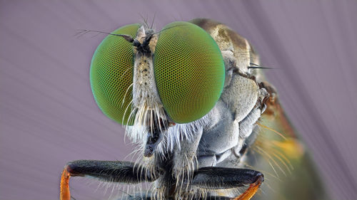 Close-up of fly