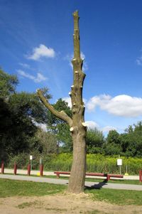 Trees in park against blue sky