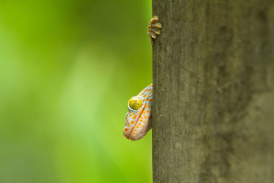 Close-up of snail on plant