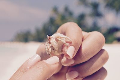 Cropped image of hand holding hermit crab at beach against sky