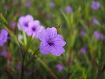 Close-up of insect on purple flower