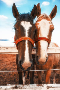 Close-up of two horses against sky