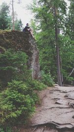 Walkway amidst trees in forest