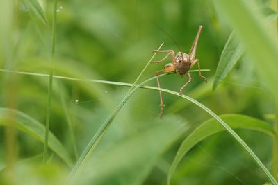 Close-up of insect on blade of grass