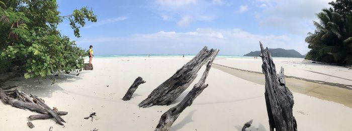 Panoramic view of driftwood on beach against sky