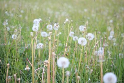 Close-up of white daisy flowers in field