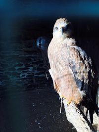 Close-up of owl perching on floor