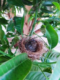 Close-up of bird in nest