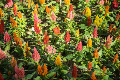 Full frame shot of flowering plants on field